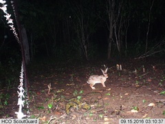 Sylvilagus cunicularius insolitus