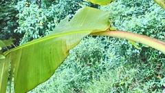 Ahaetulla prasina
