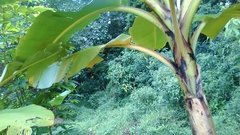 Ahaetulla prasina