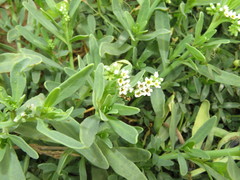 Heliotropium curassavicum