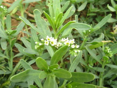 Heliotropium curassavicum