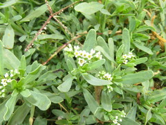 Heliotropium curassavicum
