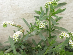 Heliotropium curassavicum