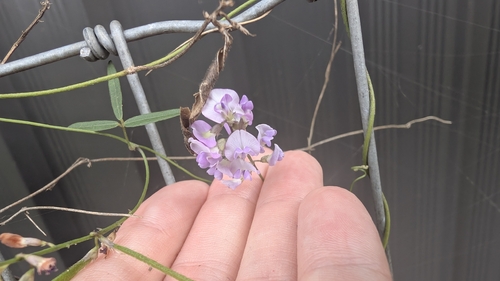 Small-leaf Glycine (Glycine microphylla)