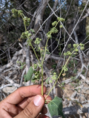 Annual Monsterwort (Parthenice mollis)