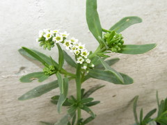 Heliotropium curassavicum