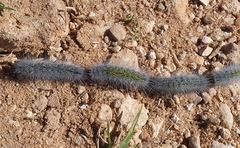 Thaumetopoea herculeana