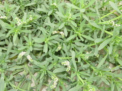 Heliotropium curassavicum