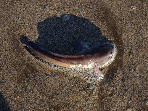 Toadfish (Porichthys porosissimus) — Batrachoididae