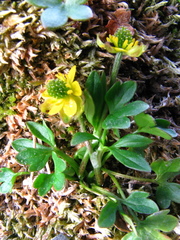 Ranunculus pygmaeus