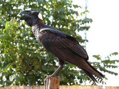 Corvus crassirostris