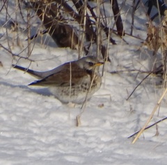 Turdus pilaris