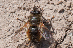 Tachina lurida