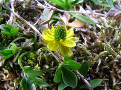 Ranunculus pygmaeus
