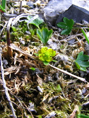 Ranunculus pygmaeus