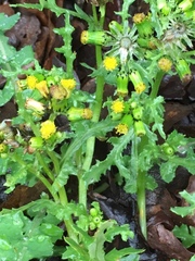 Senecio vulgaris