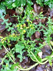 Senecio vulgaris