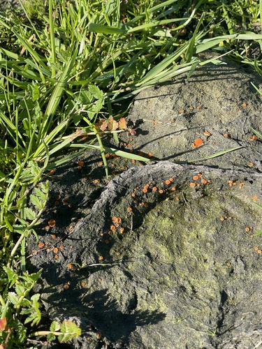 iNaturalist observation photo of Cheilymenia fimicola