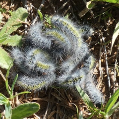 Thaumetopoea herculeana