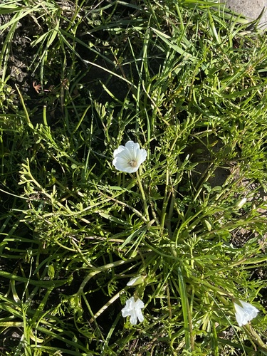 iNaturalist observation photo of white meadowfoam