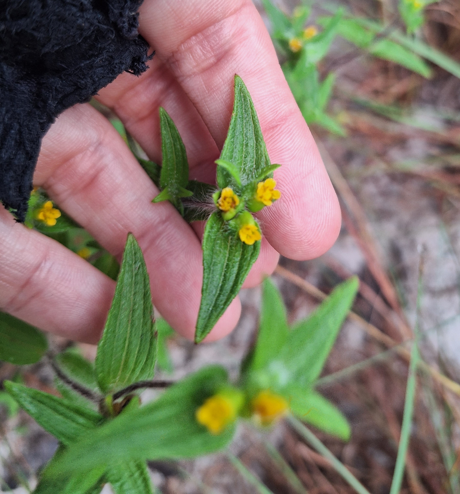 Unxia camphorata
