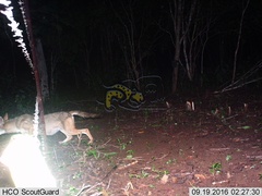 Canis latrans impavidus