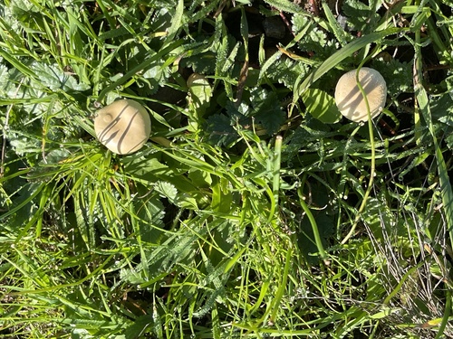 iNaturalist observation photo of Common Fieldcap