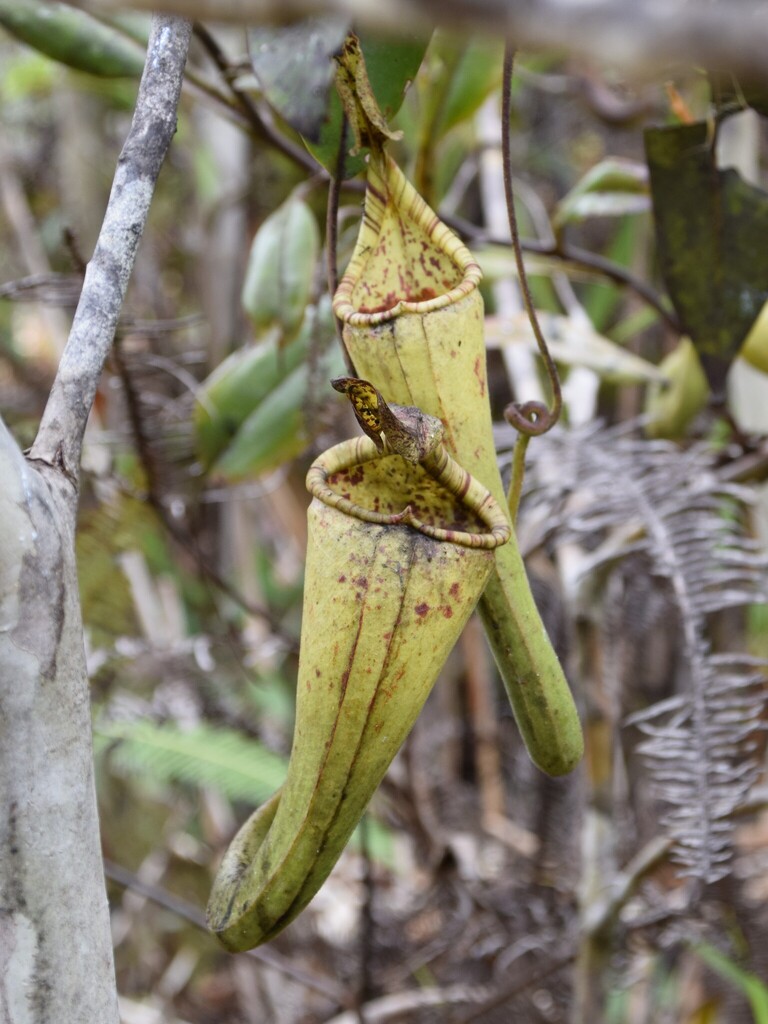 Nepenthes dactylifera A.S.Rob., Golos, S.McPherson & Barer 3