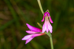 Gladiolus palustris