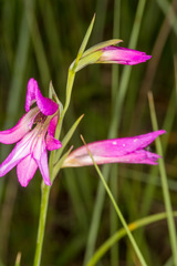 Gladiolus italicus