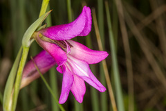 Gladiolus italicus