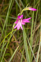 Gladiolus italicus