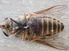 Tabanus sudeticus