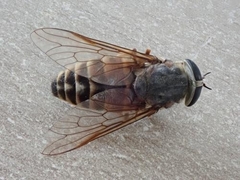 Tabanus sudeticus