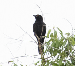 Corvus leucognaphalus