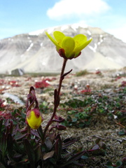 Saxifraga hirculus