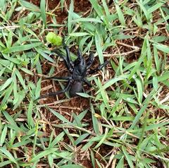 Hadronyche macquariensis