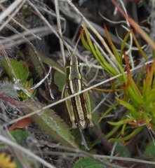 Sigaus australis