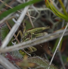 Sigaus australis