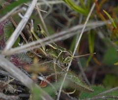 Sigaus australis