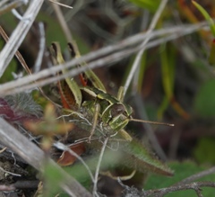 Sigaus australis