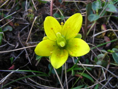 Saxifraga hirculus