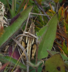 Sigaus australis