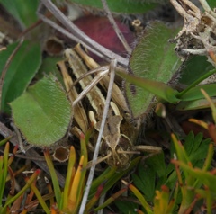 Sigaus australis