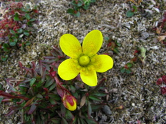 Saxifraga hirculus
