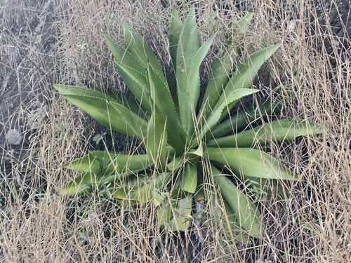 Agave intermixta