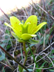 Saxifraga hirculus