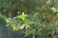 Cleome brachycarpa