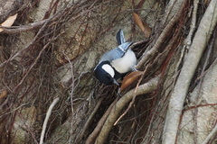 Parus minor