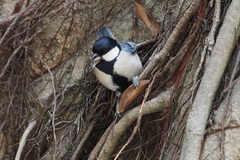Parus minor